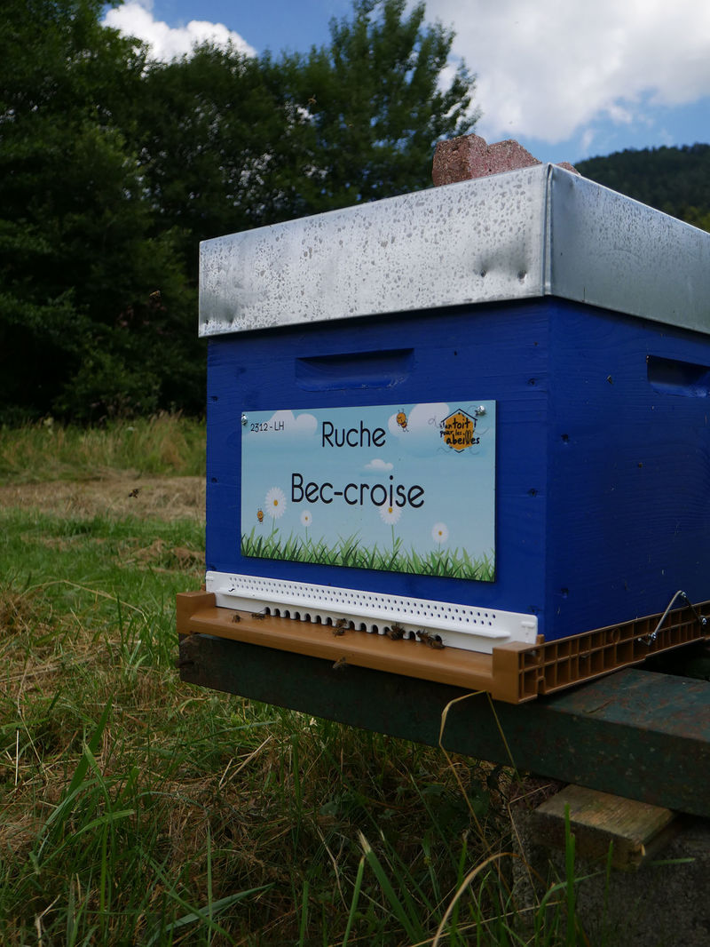 La ruche Bec-croise