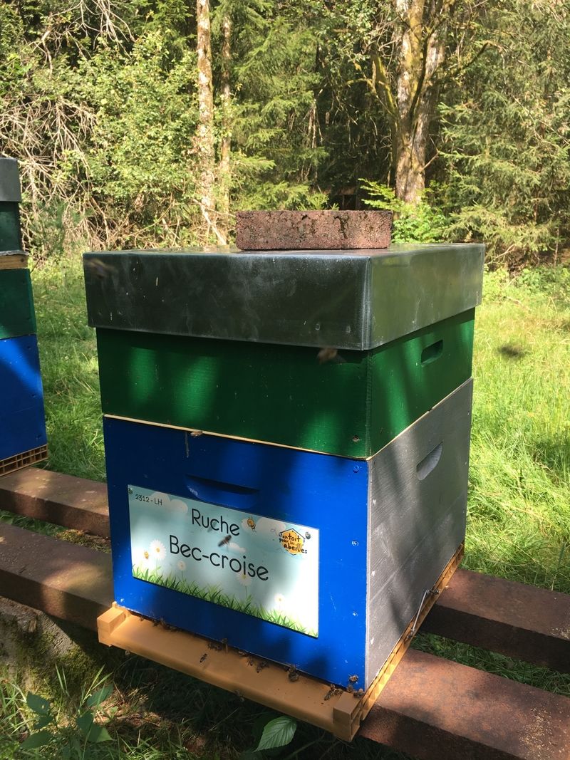 La ruche Bec-croise
