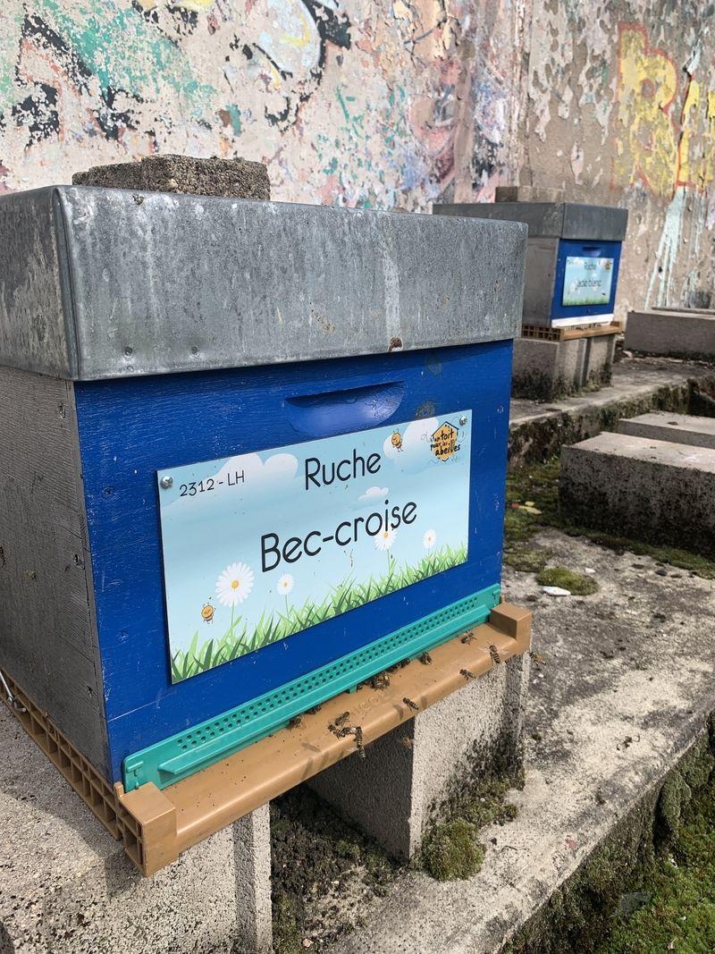 La ruche Bec-croise