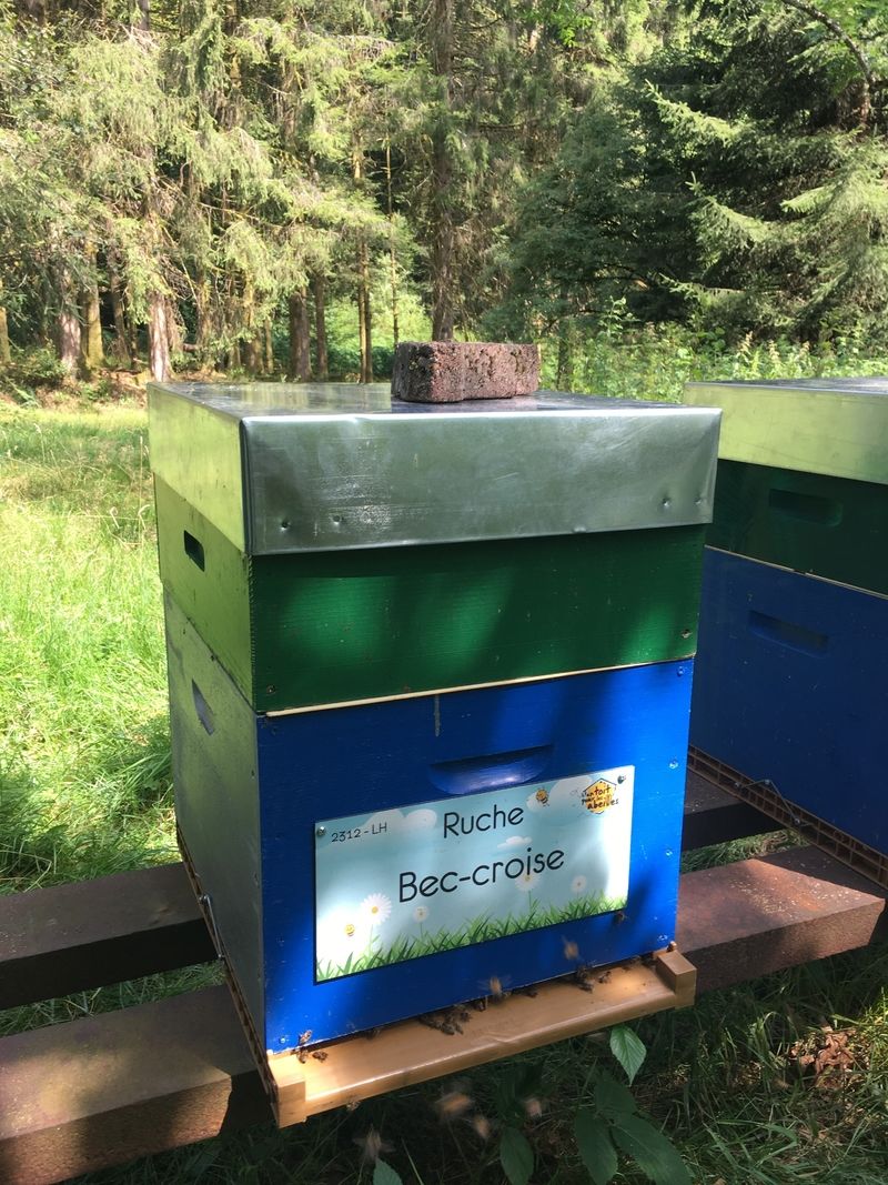 La ruche Bec-croise