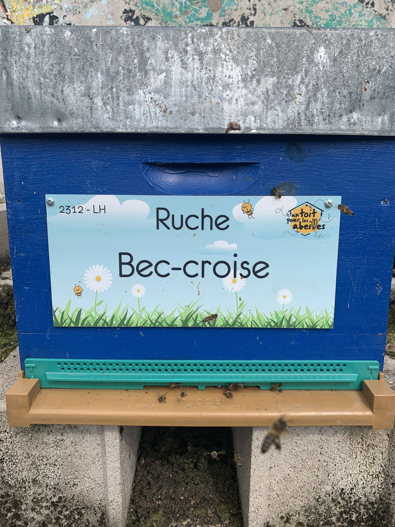 La ruche Bec-croise