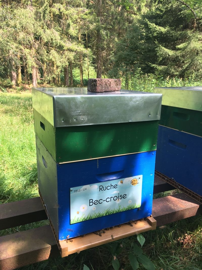 La ruche Bec-croise