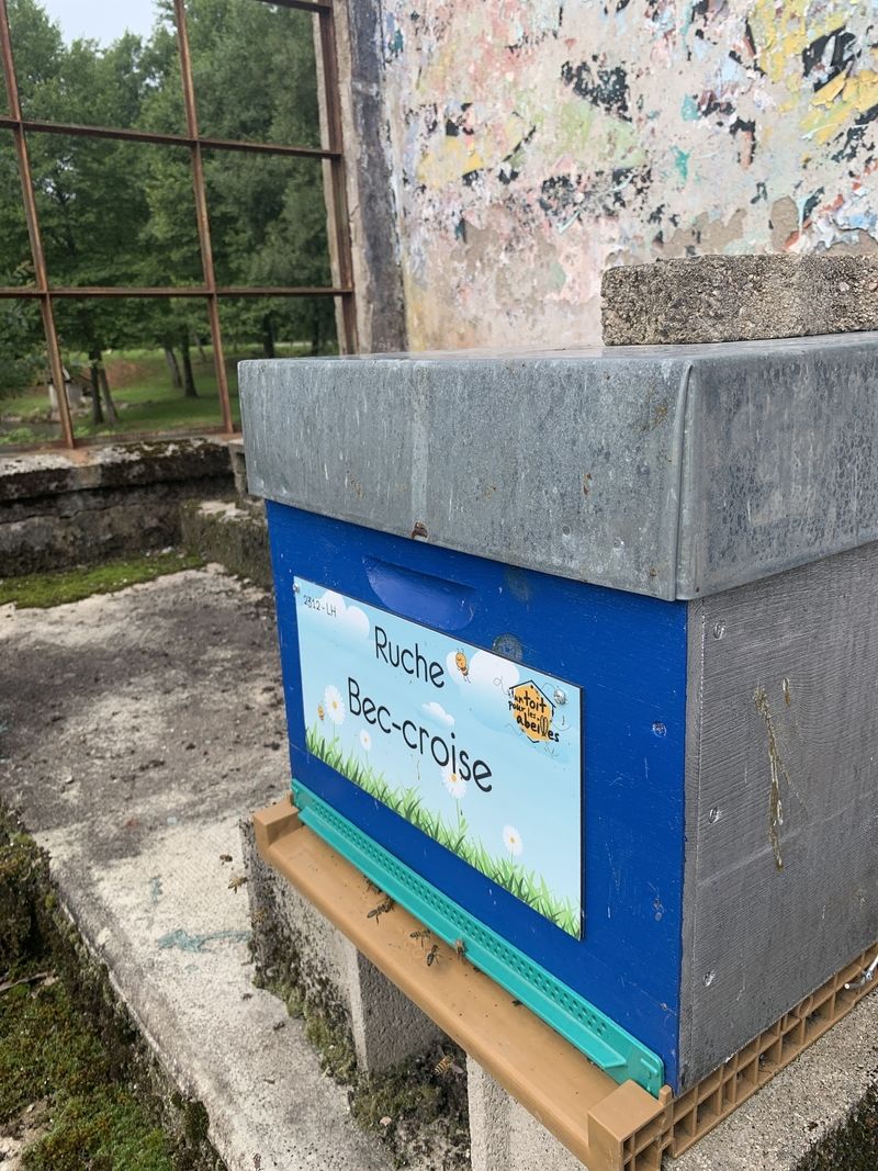 La ruche Bec-croise