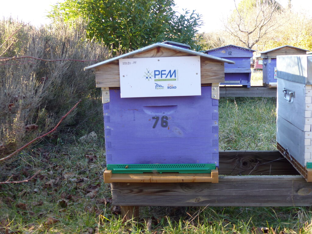 La ruche Pfm-solutions