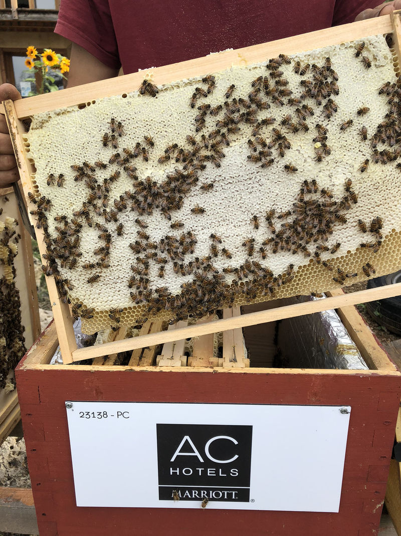 La ruche AC HOTELS