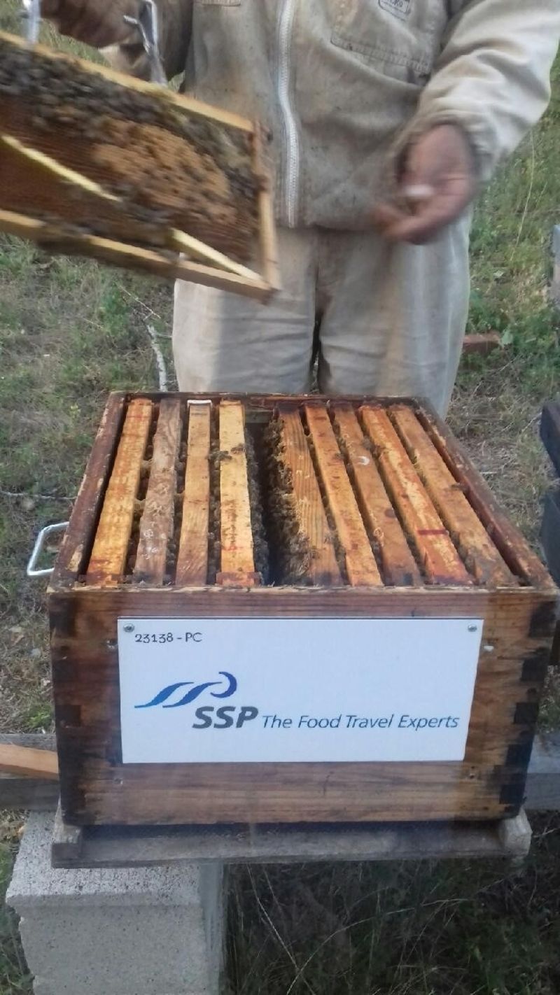 La ruche SSP