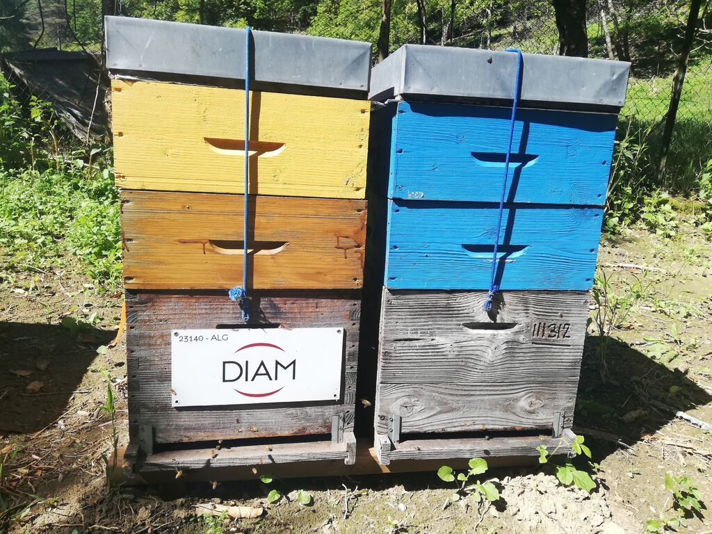 La ruche DIAM BOUCHAGE SAS