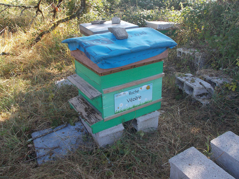 La ruche Vézère