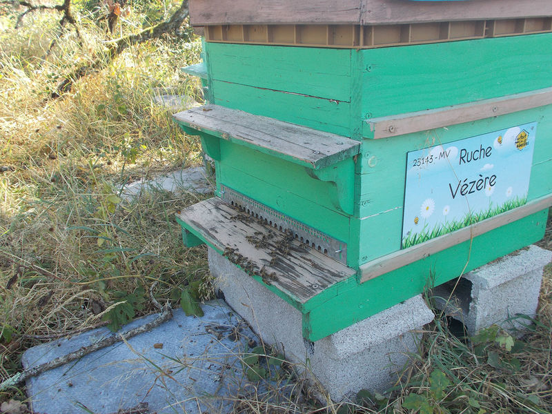 La ruche Vézère