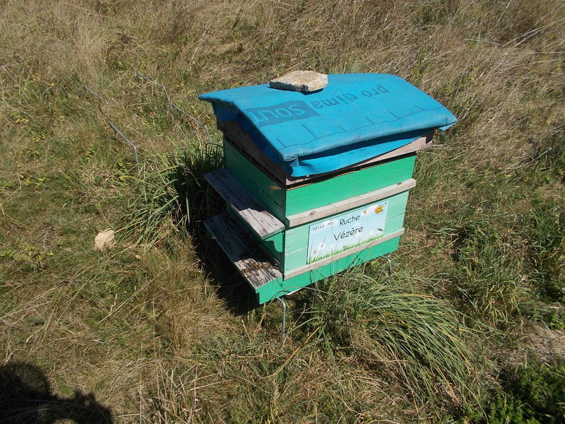 La ruche Vézère