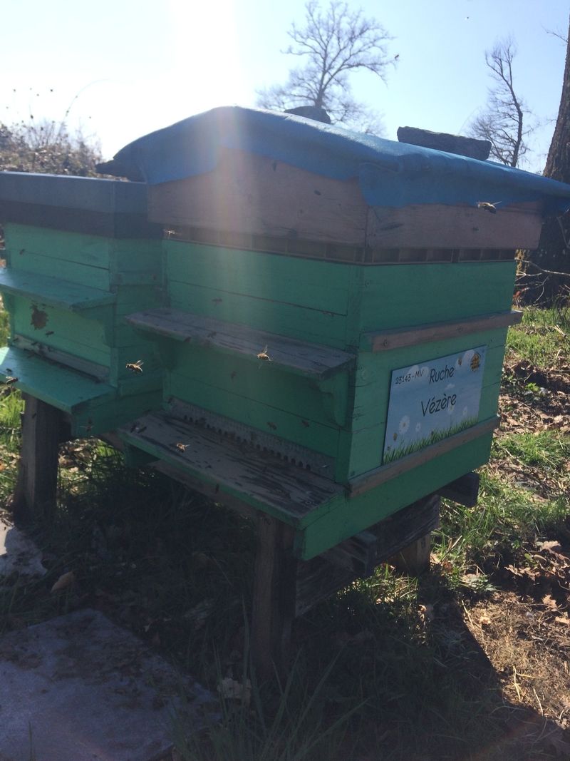 La ruche Vézère