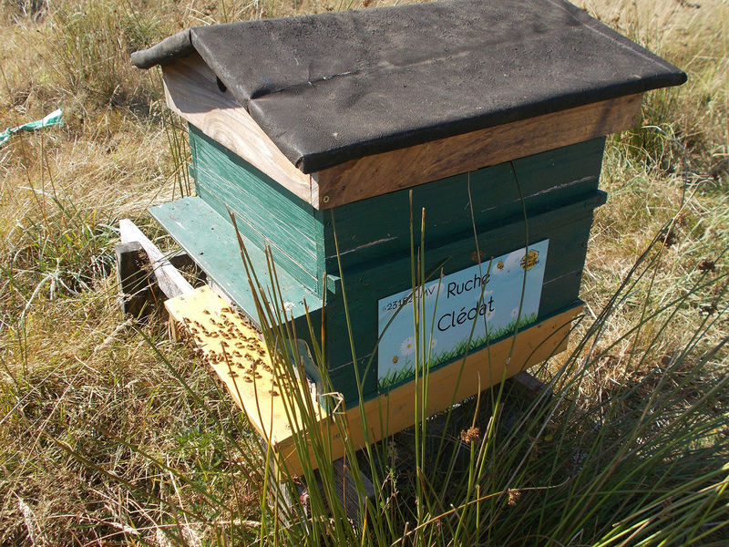 La ruche Clédat