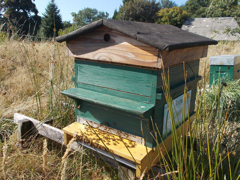 La ruche Clédat