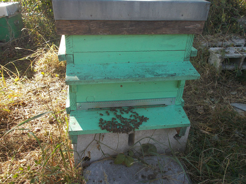 La ruche Millevaches