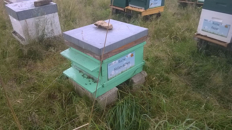 La ruche Millevaches