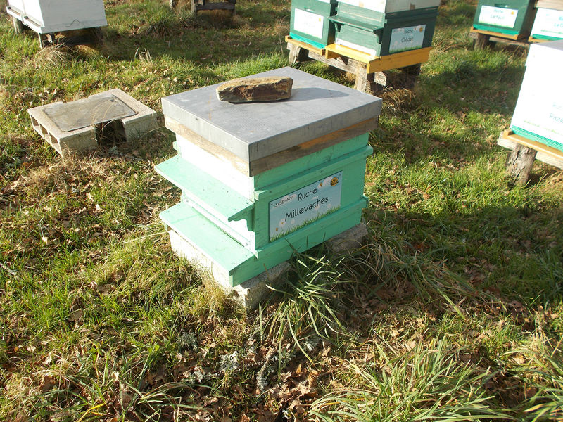 La ruche Millevaches