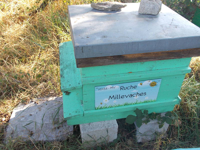 La ruche Millevaches