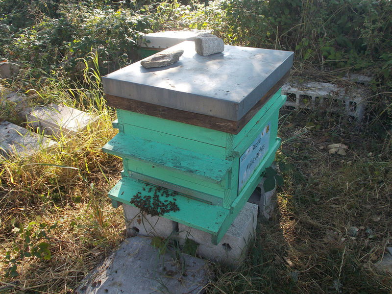 La ruche Millevaches