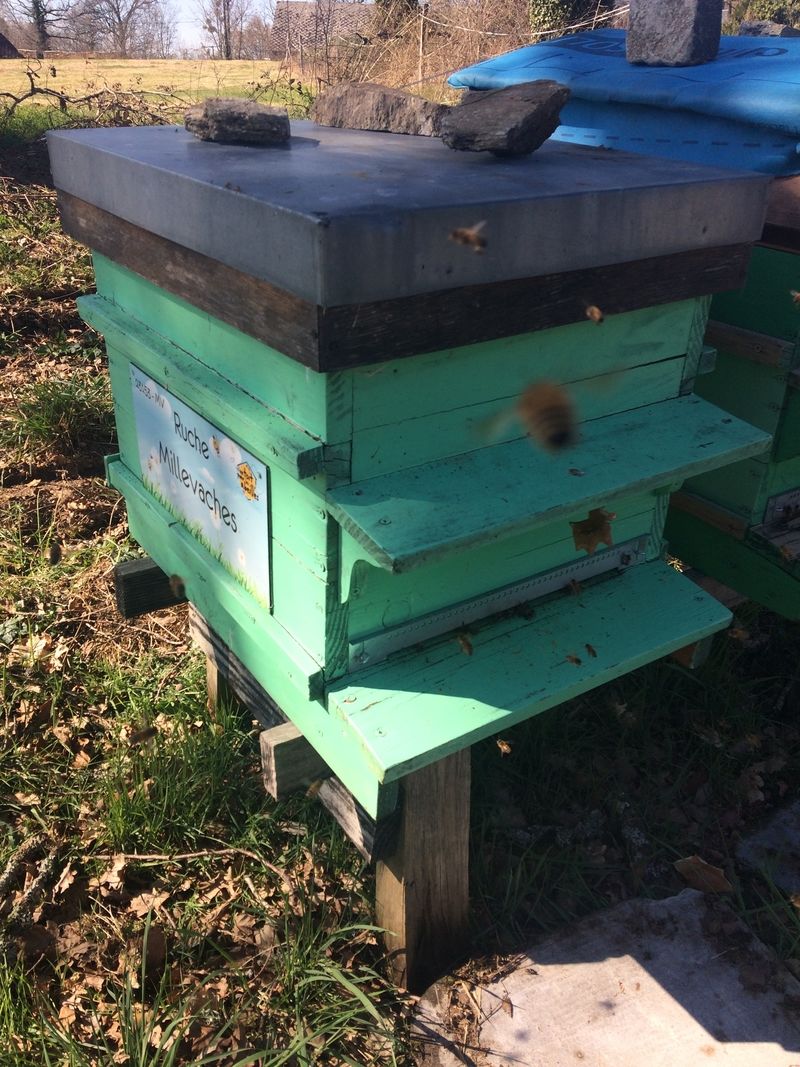 La ruche Millevaches