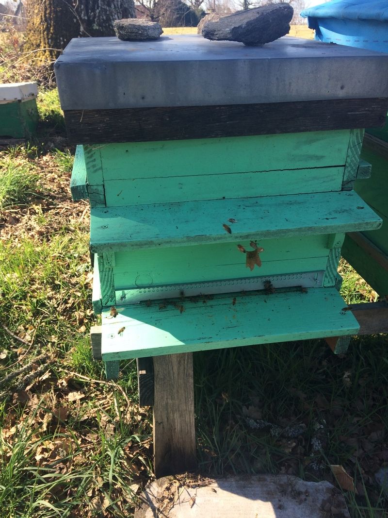 La ruche Millevaches