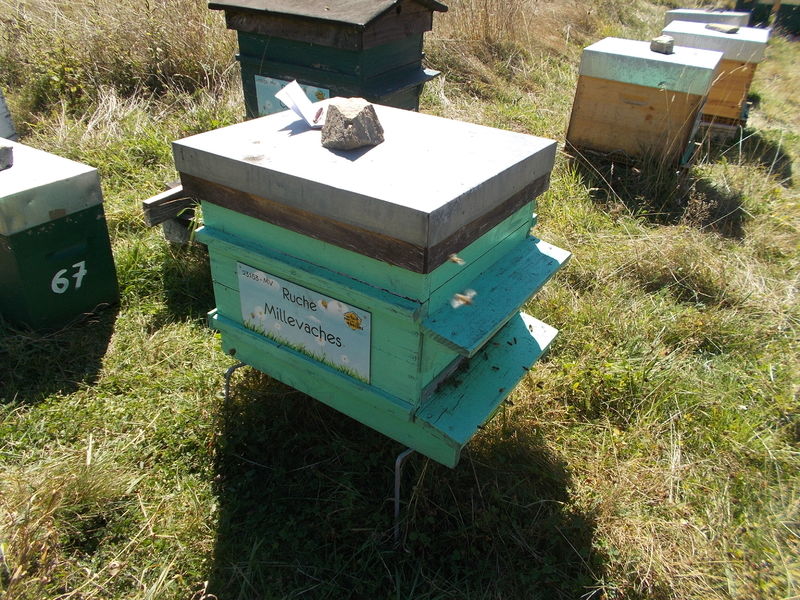 La ruche Millevaches