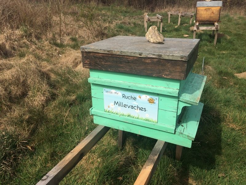 La ruche Millevaches