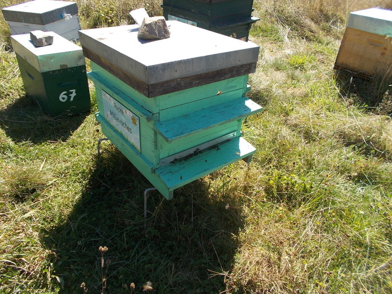 La ruche Millevaches