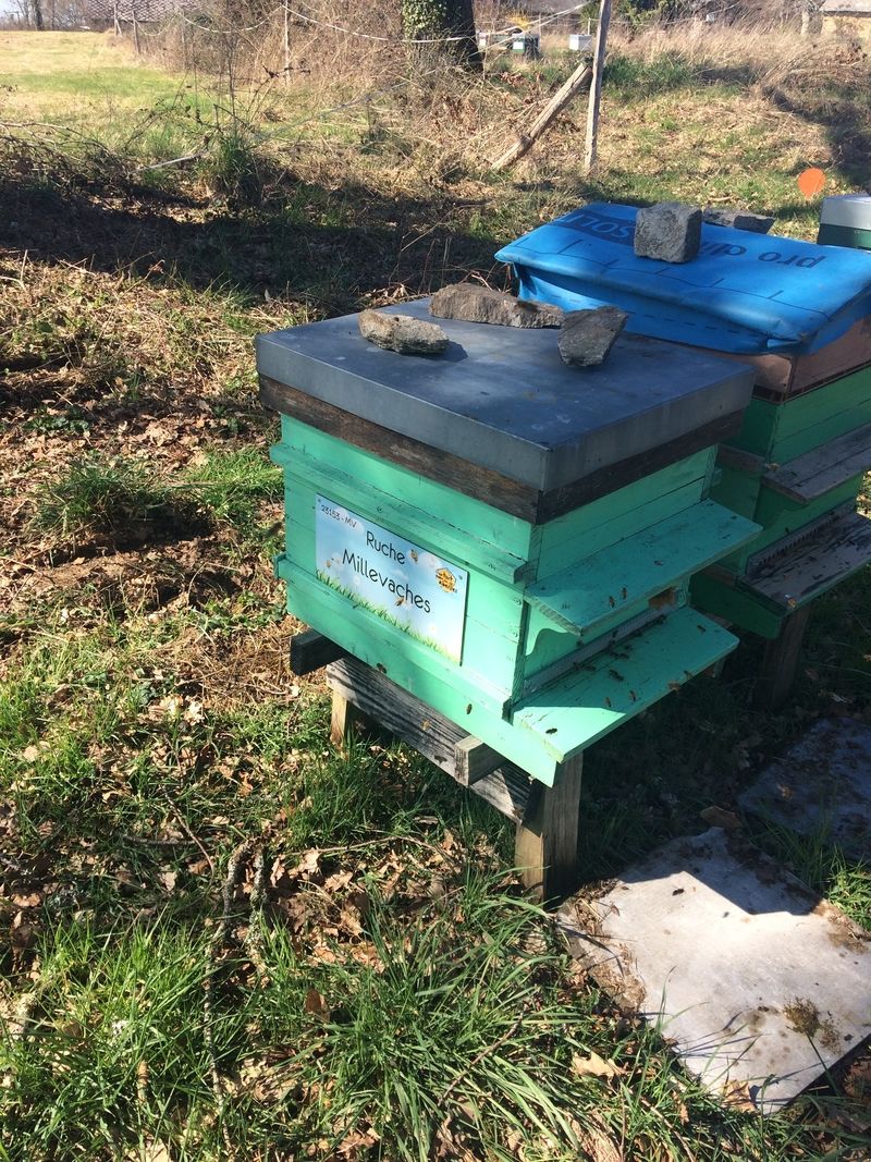 La ruche Millevaches