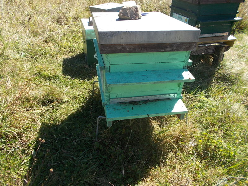 La ruche Millevaches