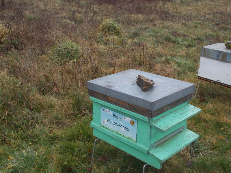 La ruche Millevaches