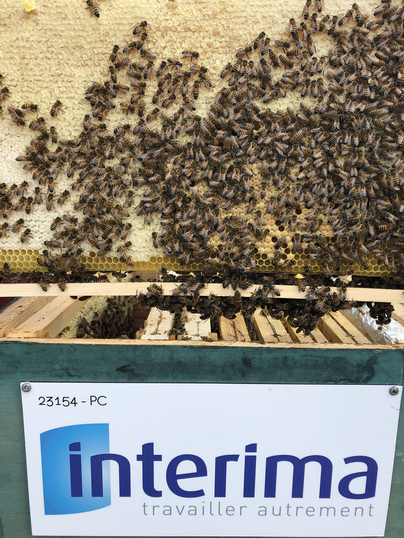 La ruche INTERIMA