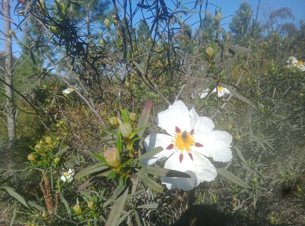 La ruche Parcours & Voyages