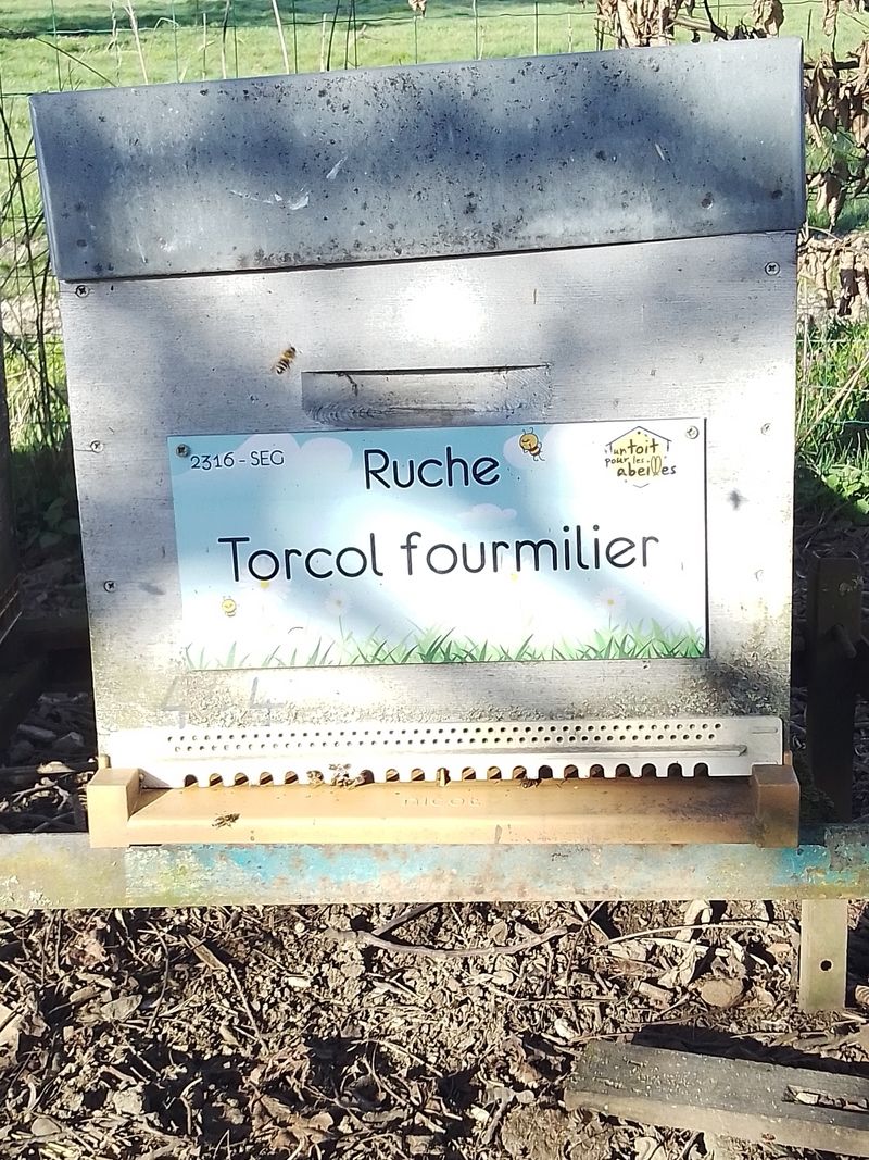 La ruche Torcol fourmilier