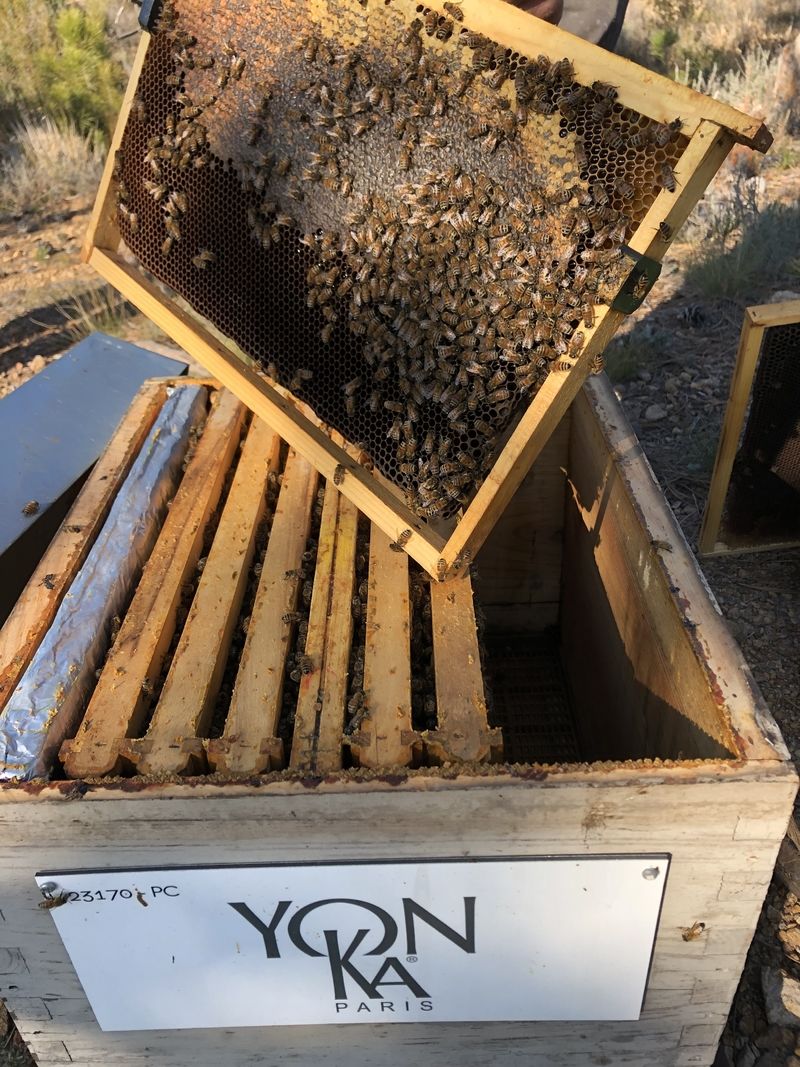 La ruche YON-KA
