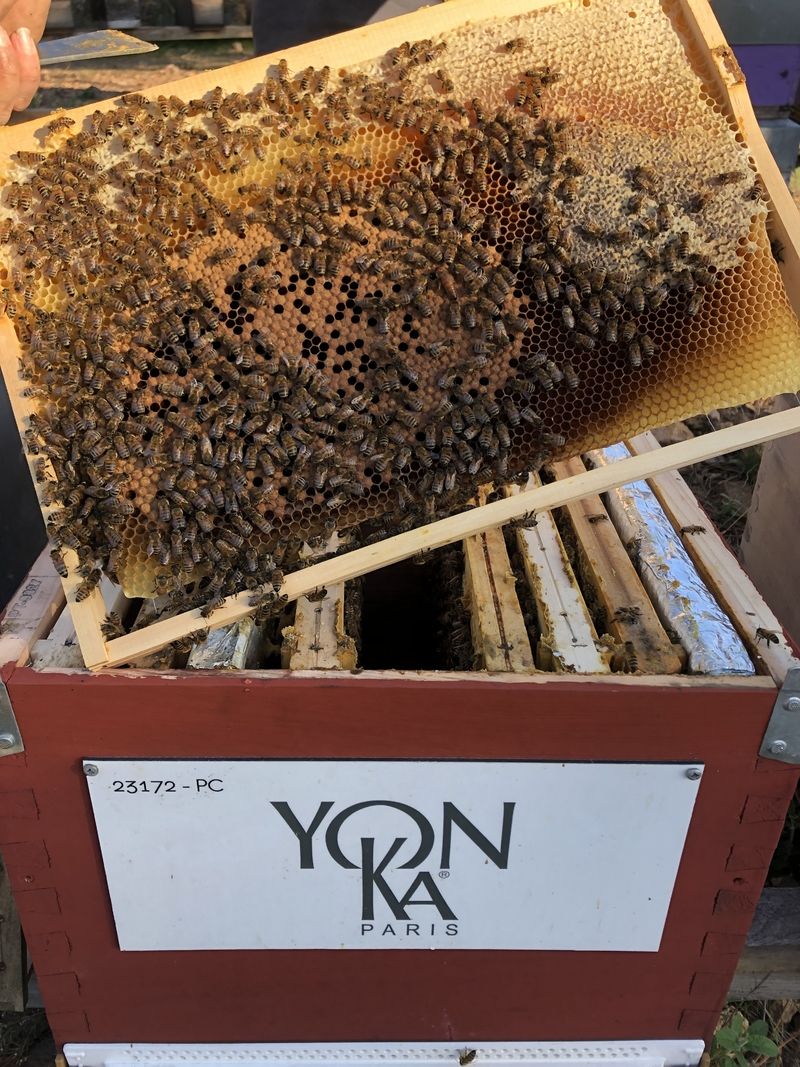 La ruche YON-KA