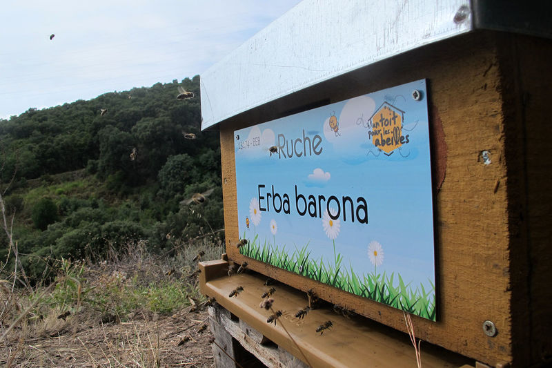 La ruche Erba barona