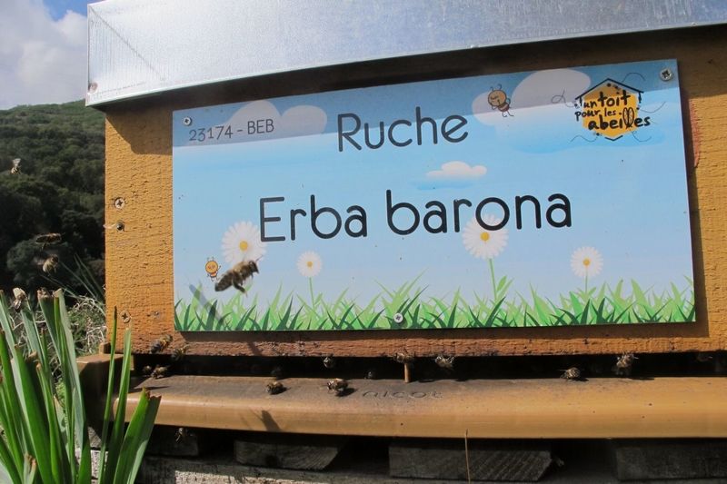 La ruche Erba barona