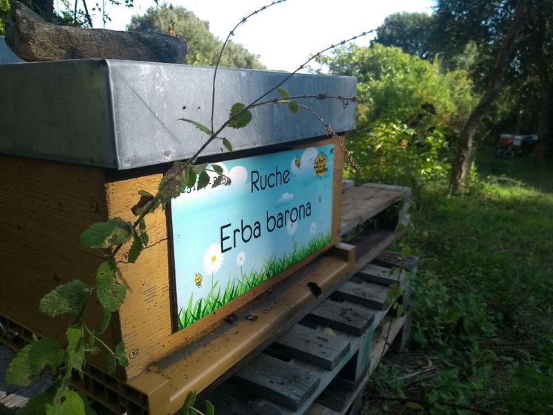 La ruche Erba barona