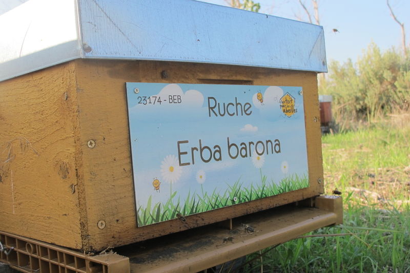 La ruche Erba barona