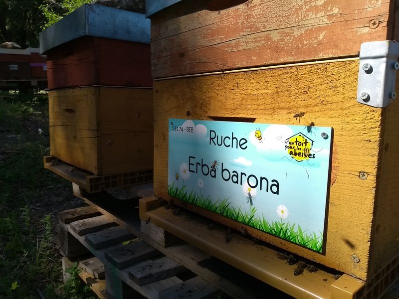 La ruche Erba barona