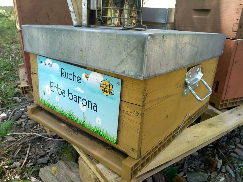 La ruche Erba barona