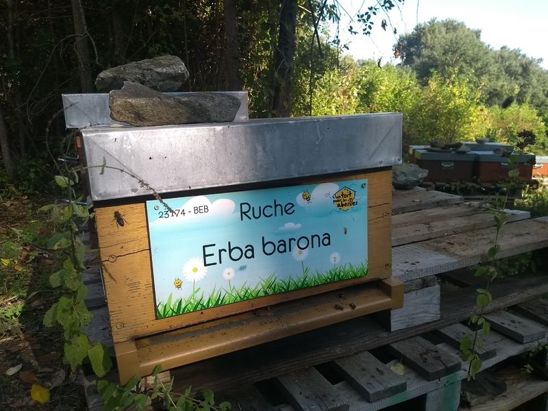 La ruche Erba barona