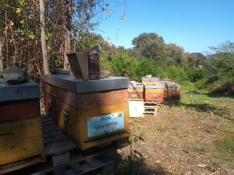 La ruche Erba barona