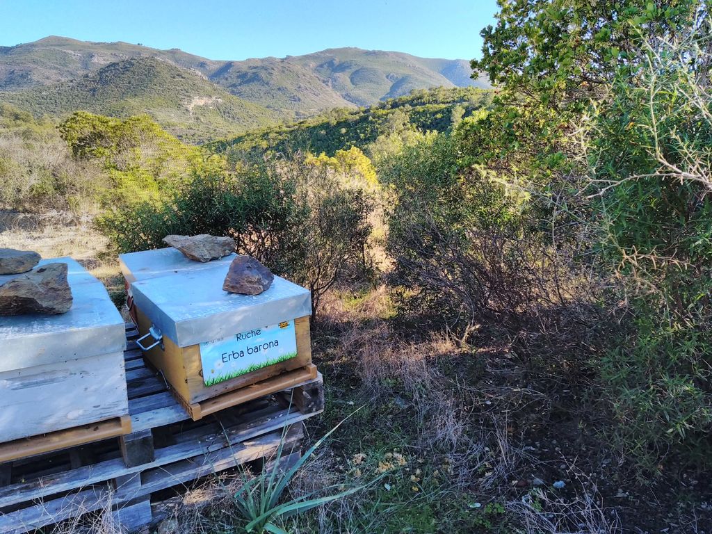 La ruche Erba barona