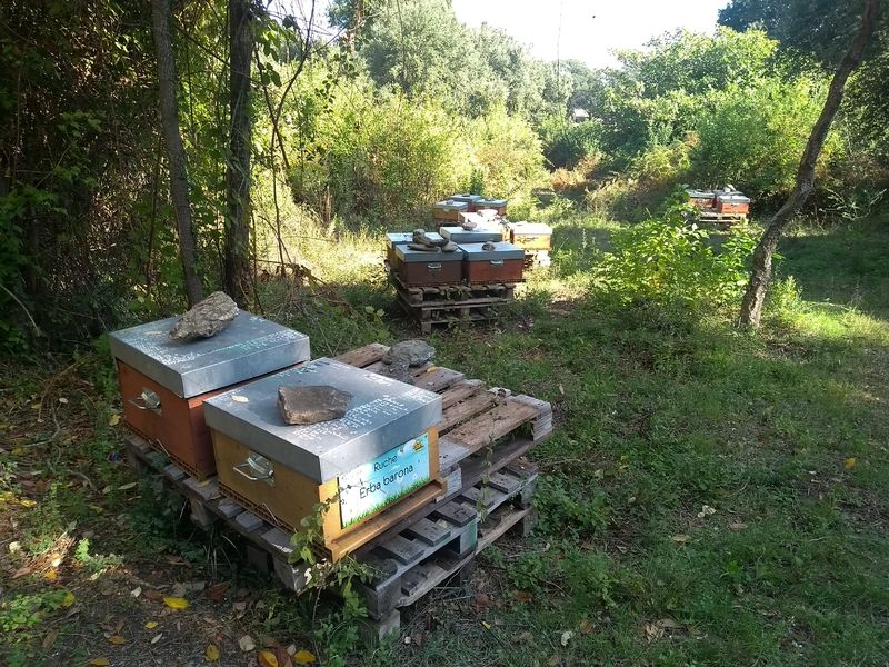 La ruche Erba barona