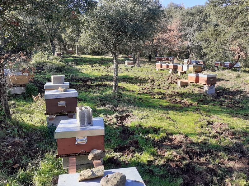 La ruche Erba barona