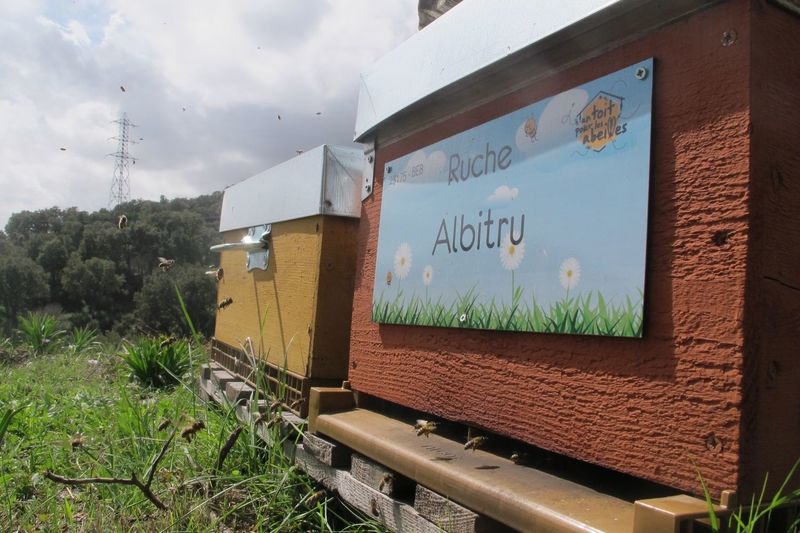 La ruche Albitru