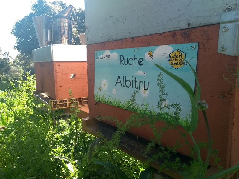 La ruche Albitru