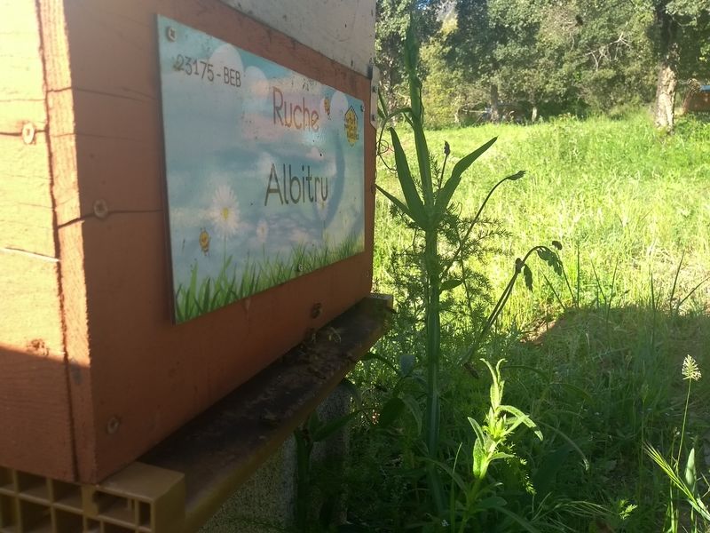 La ruche Albitru