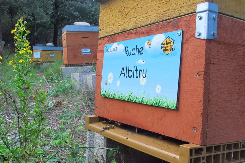 La ruche Albitru